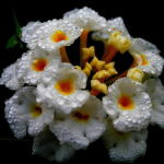 Διαγωνισμός με δώρο λουλούδια