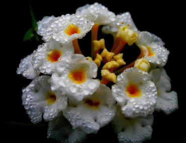 Διαγωνισμός με δώρο λουλούδια