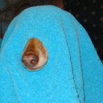 Διαγωνισμός WebPet.gr, κερδίστε μπλε Pet κουβερτούλα της Eukanuba