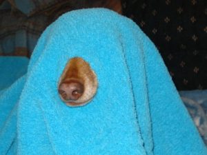 diagonismos-webpet Διαγωνισμός WebPet.gr, κερδίστε μπλε Pet κουβερτούλα της Eukanuba