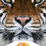 Κερδίστε εισιτήρια για το Αττικό Ζωολογικό Πάρκο