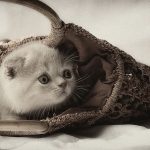 Διαγωνισμός WebPet.gr με δώρο μια σκυλοσακούλα ή γατοσακούλα της Royal Cannin