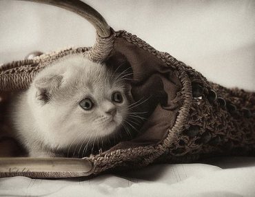 Διαγωνισμός WebPet.gr με δώρο μια σκυλοσακούλα ή γατοσακούλα της Royal Cannin