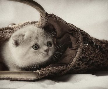 Διαγωνισμός WebPet.gr με δώρο μια σκυλοσακούλα ή γατοσακούλα της Royal Cannin