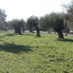 Διαγωνισμός φωτογραφίας «Ελαιώνας» από το ΣΚΑΪ