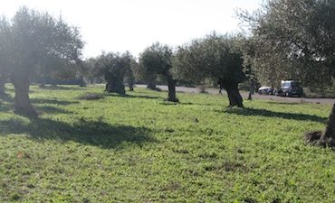 Διαγωνισμός φωτογραφίας «Ελαιώνας» από το ΣΚΑΪ