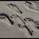 Διαγωνισμός koukidaki με δώρο το βιβλίο “Στρατός ξυπόλητων λεξεων”