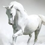 Xehasmeno Alogo 533x515