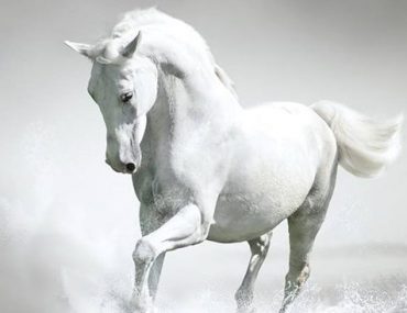 Xehasmeno Alogo 533x515