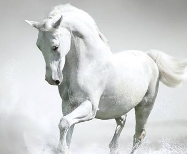 Xehasmeno Alogo 533x515