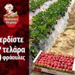 Γίγας Φρουτεμπορική