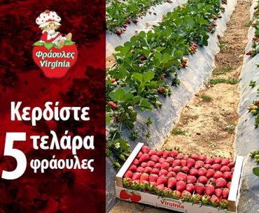 Γίγας Φρουτεμπορική